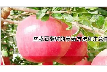 盆栽石榴树的养殖方法和注意事项