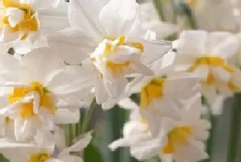 水仙花的生长变化情况(水仙花从小到大的生长过程)