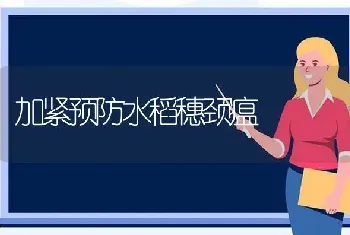 加紧预防水稻穗颈瘟