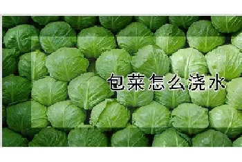 包菜怎么浇水