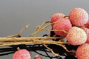 荔枝是被子植物吗?荔枝植物学介绍