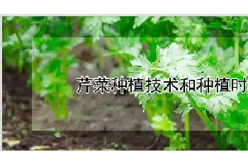 芹菜种植技术和种植时间