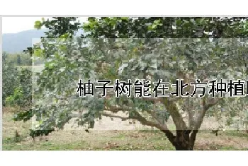 柚子树能在北方种植吗