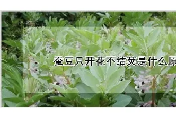 蚕豆只开花不结荚是什么原因