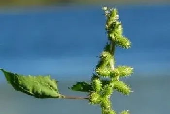 黏草子是什么植物类别?