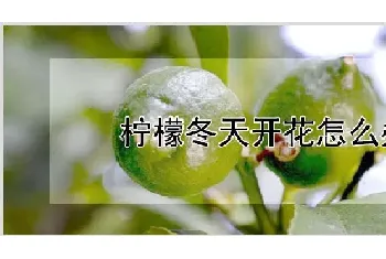 柠檬冬天开花怎么办