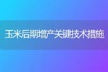 玉米后期增产关键技术措施