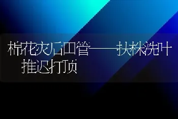 棉花灾后田管——扶株洗叶 推迟打顶