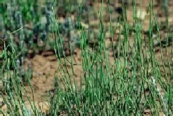 麻黄草和节节草的区别?