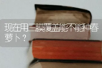 现在用三膜覆盖能不能种春萝卜?