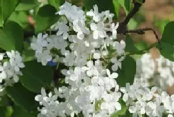 丁香花种子怎么种植?丁香花种植方法和注意事项