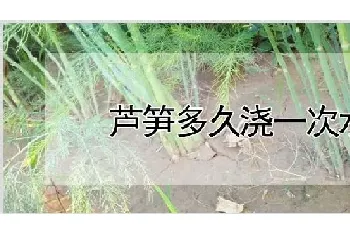 芦笋多久浇一次水