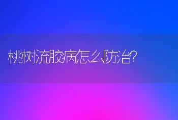 桃树流胶病怎么防治?