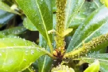 植物叶子干枯怎么办?植物叶子干枯原因与处理方法