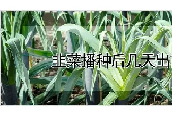 韭菜播种后几天出苗