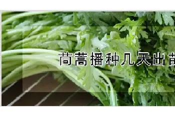 茼蒿播种几天出苗