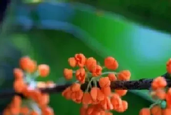 丹桂一年开几次花?丹桂形态特征与植物学史