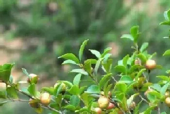 茶籽树苗什么品种最好?茶籽树苗种类大全介绍