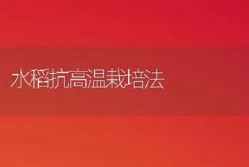 水稻抗高温栽培法