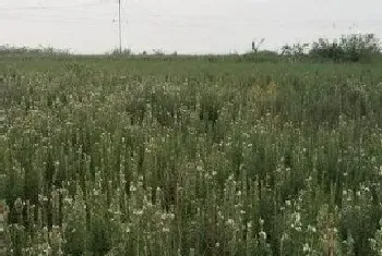 迷迭香什么时候开花,花期多长什么时间?