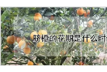 脐橙的花期是什么时候