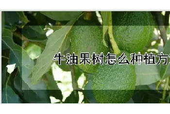 牛油果树怎么种植方法