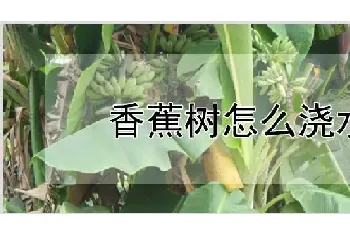 香蕉树怎么浇水