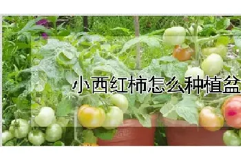 小西红柿怎么种植盆栽