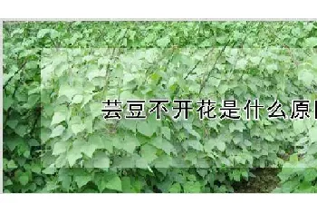 芸豆不开花是什么原因