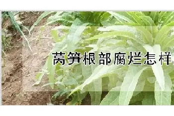 莴笋根部腐烂怎样治