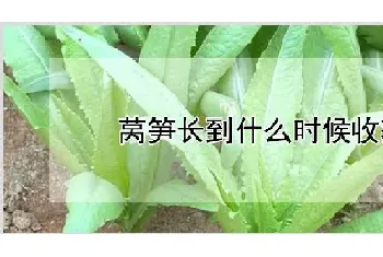 莴笋长到什么时候收获