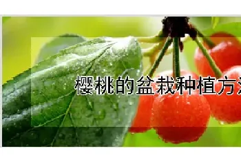 樱桃的盆栽种植方法