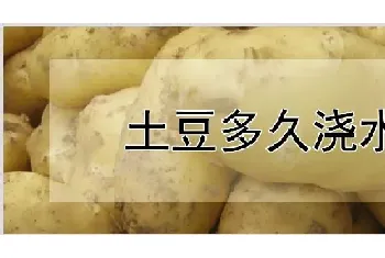 土豆多久浇水