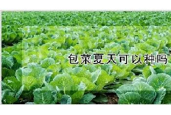 包菜夏天可以种吗