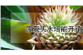 菠萝头水培能开花吗