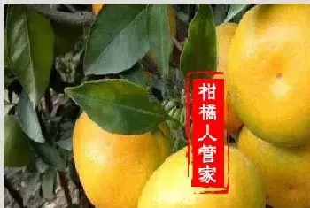 大分一号特早蜜简介及优缺点分析