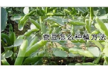 蚕豆怎么种植方法