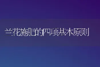 兰花施肥的四项基本原则