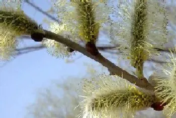 一月开花的树有哪些?一月开花的树大全