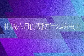 柑橘八月份要防什么病虫害