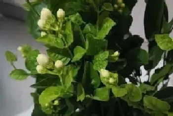 茉莉花花期多久时间?