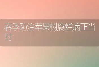 春季防治苹果树腐烂病正当时