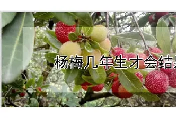 杨梅几年生才会结果