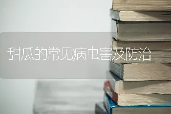 甜瓜的常见病虫害及防治