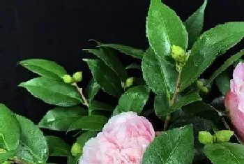 粉色山茶花花语及代表意义?