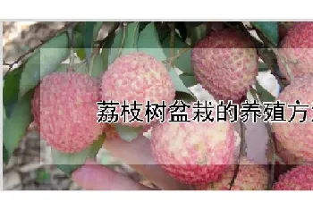 荔枝树盆栽的养殖方法