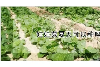 娃娃菜夏天可以种吗