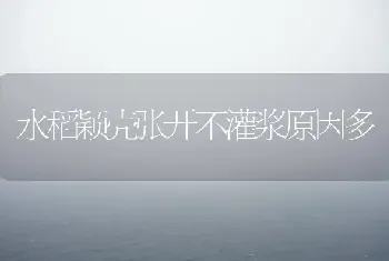 水稻颖壳张开不灌浆原因多