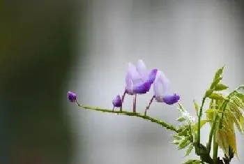 紫藤什么时候发芽长叶?