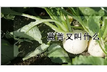 蔓菁又叫什么